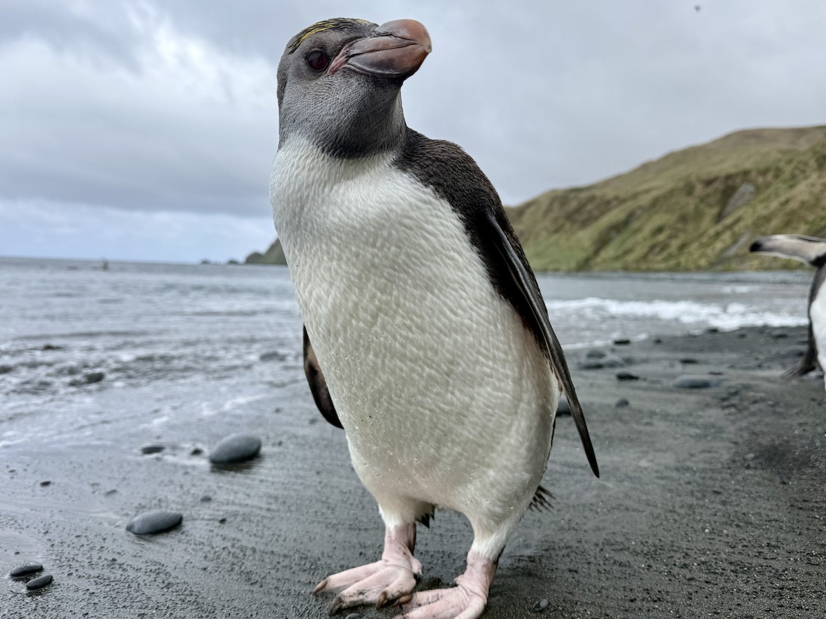 Royal Penguin - ML646756292