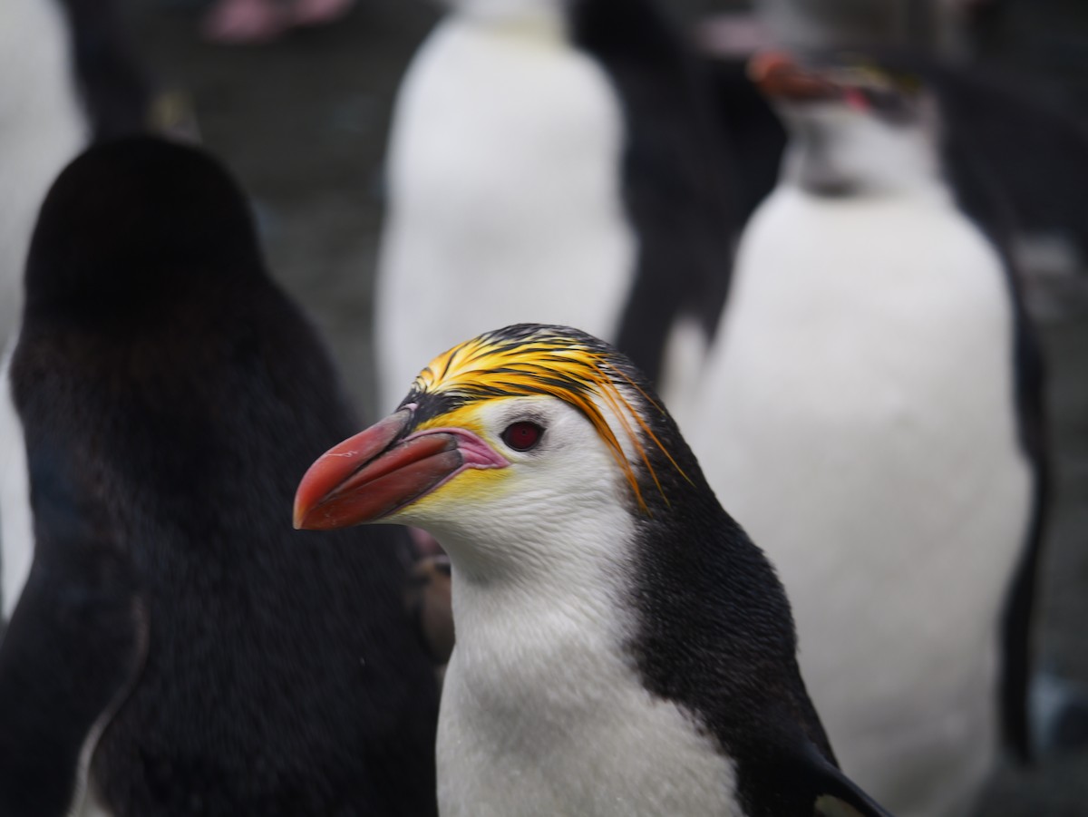 Royal Penguin - ML646756293