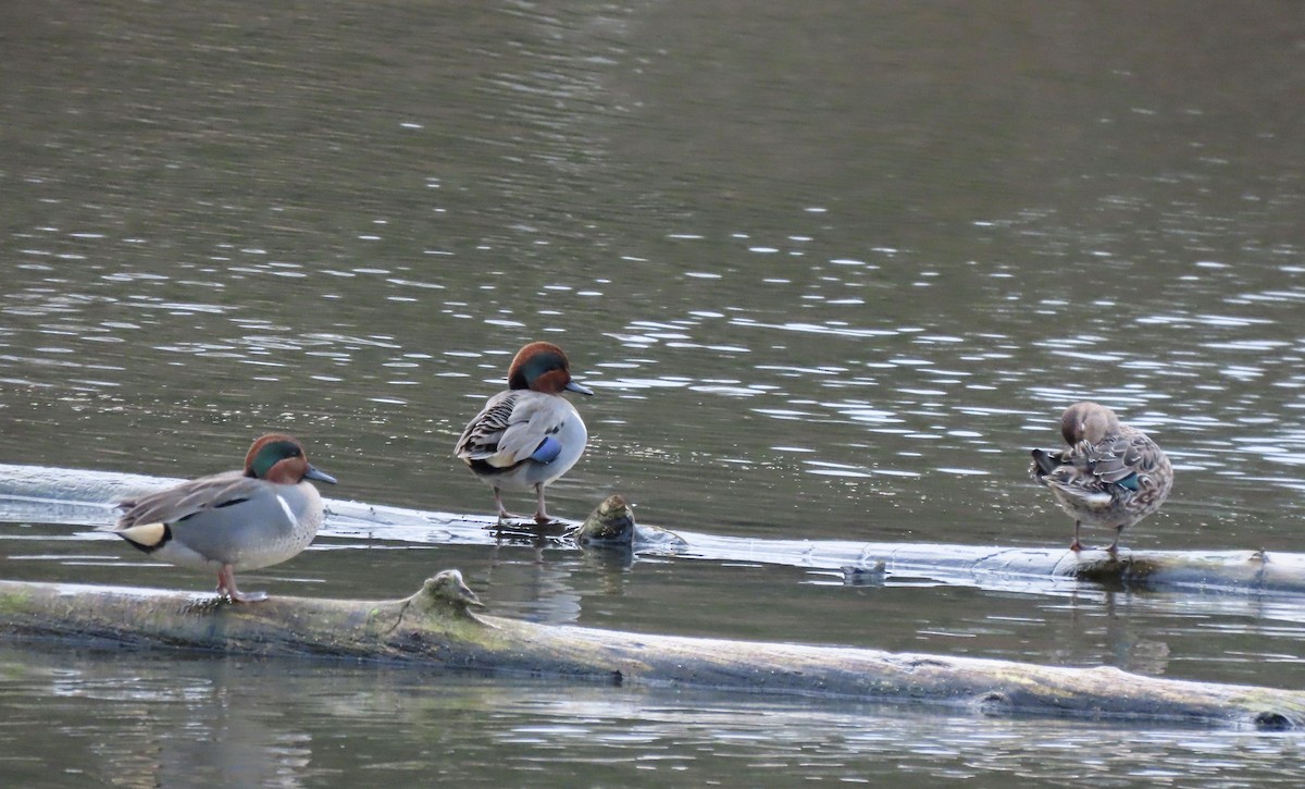 Ногоохон нугас - ML646756296