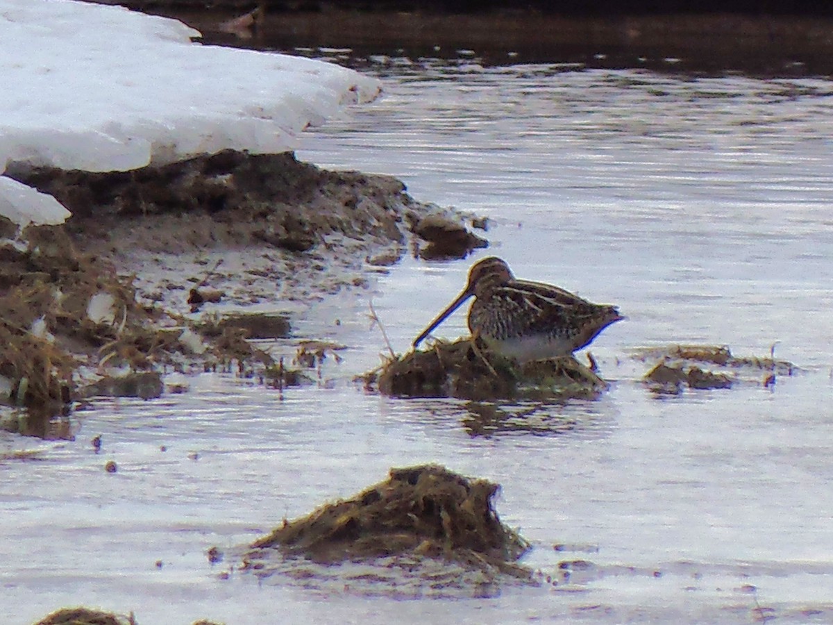 Wilson's Snipe - ML646756298