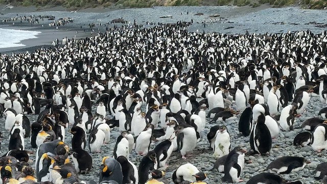 Royal Penguin - ML646756299