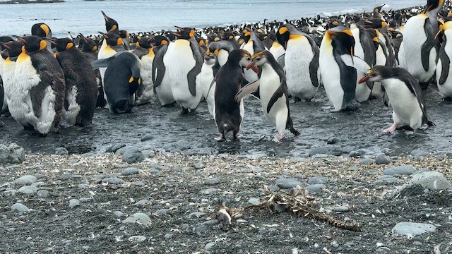 Royal Penguin - ML646756300