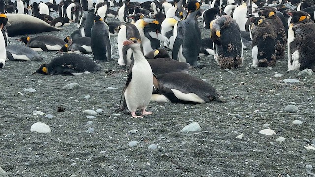 Royal Penguin - ML646756301