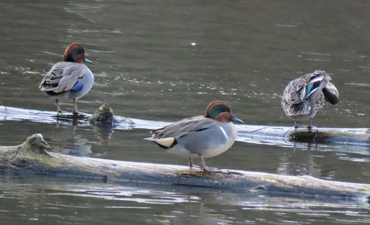 Ногоохон нугас - ML646756303