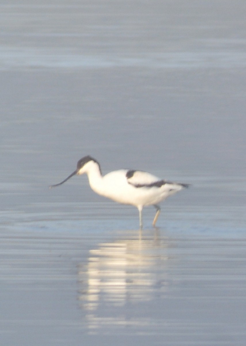 Pied Avocet - ML646756308