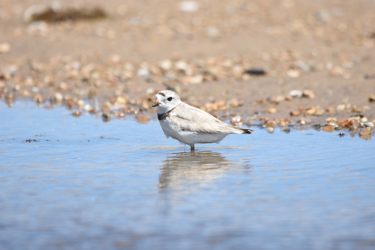 Piping Plover - Jeff Packer