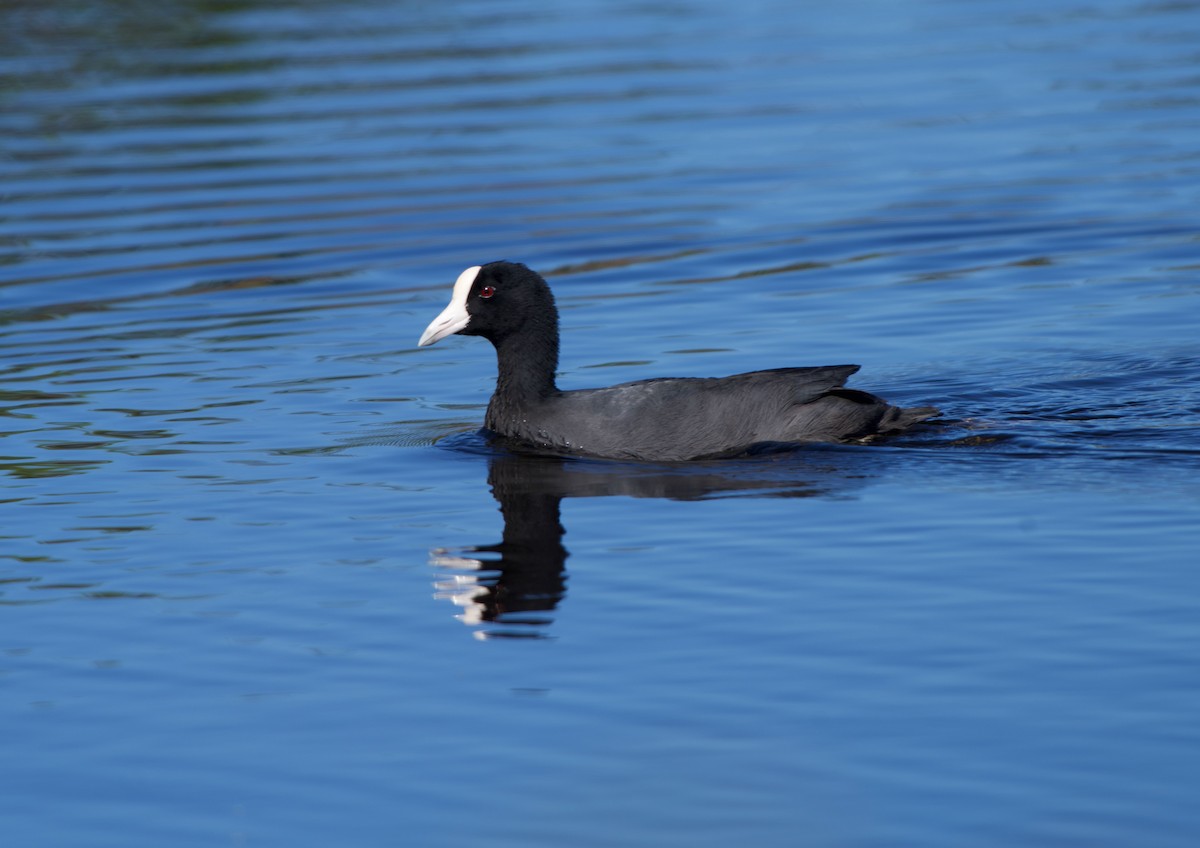 Hawaiian Coot - ML646756311