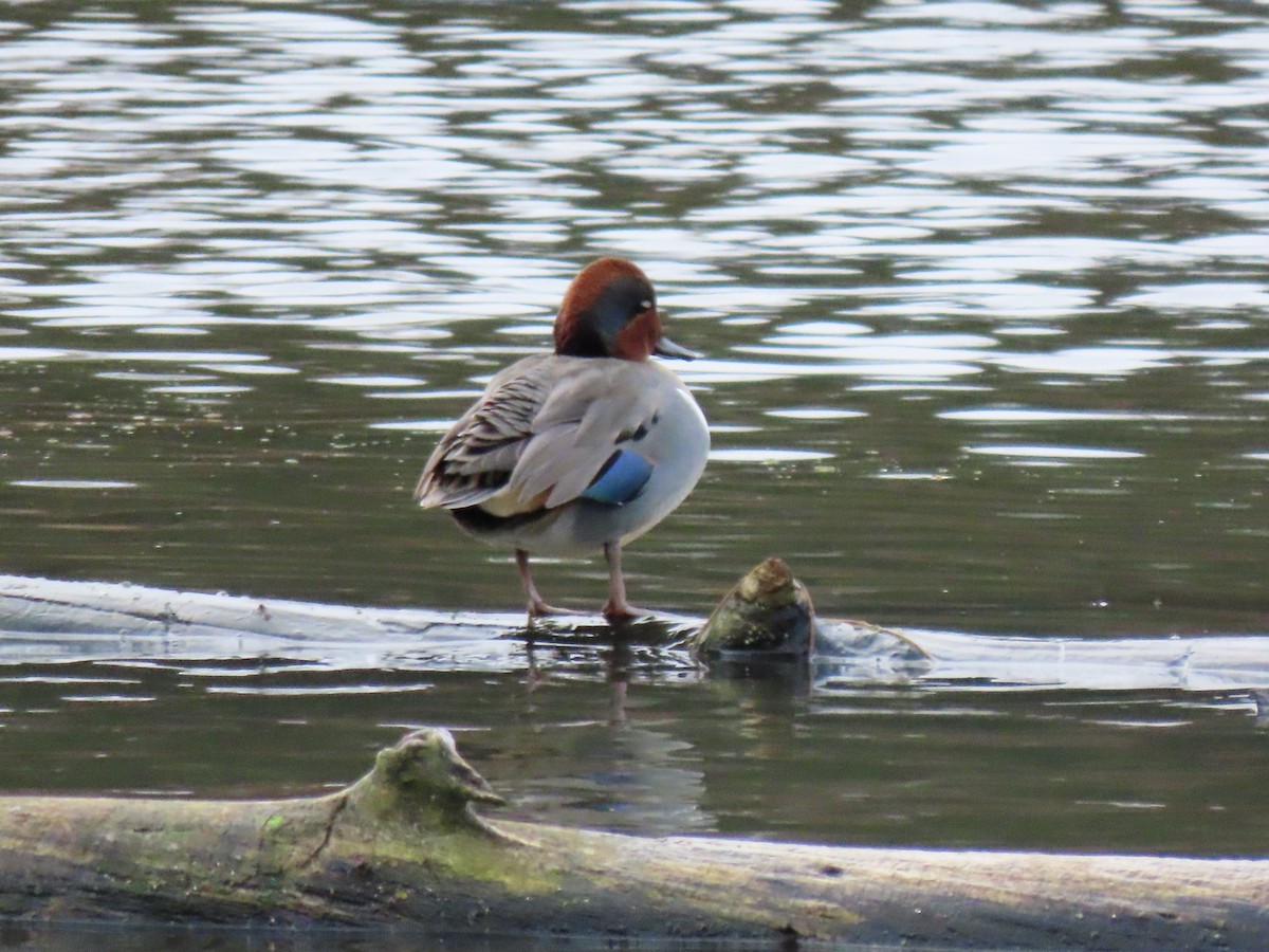 Ногоохон нугас - ML646756314