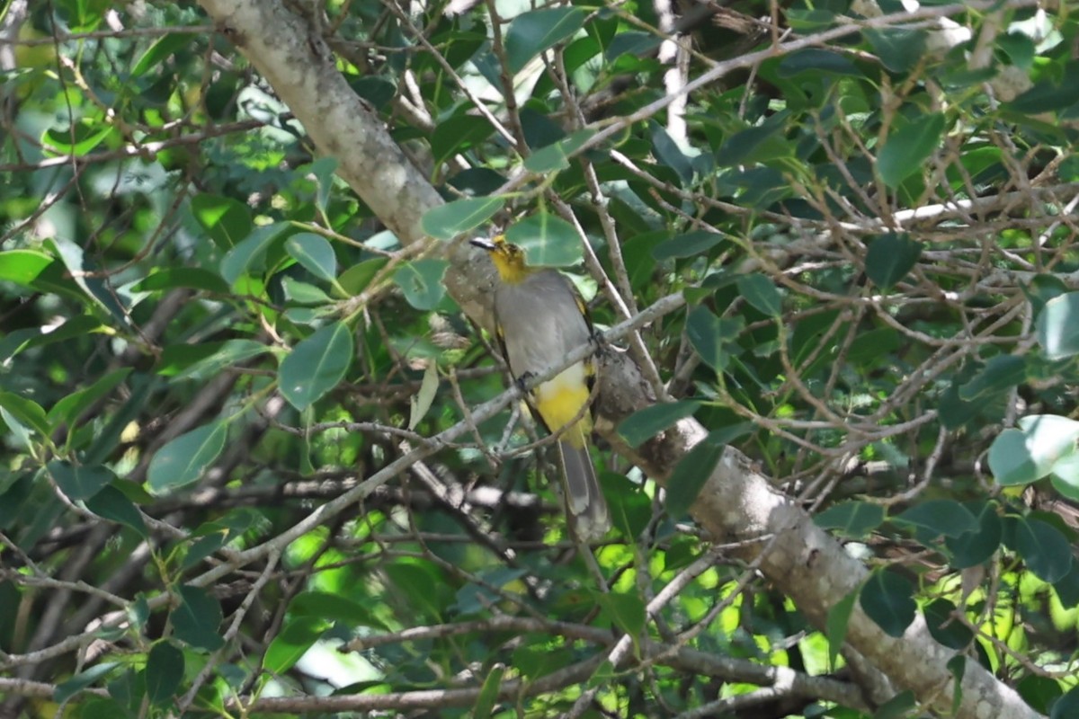 Yellow-throated Bulbul - ML646756323