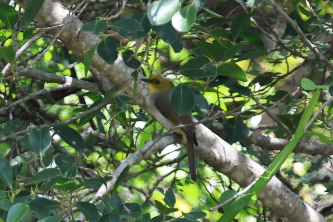 Yellow-throated Bulbul - ML646756324