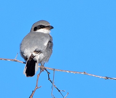 Loggerhead Shrike - ML646756329