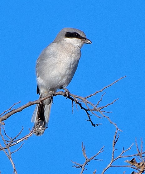 Loggerhead Shrike - ML646756330