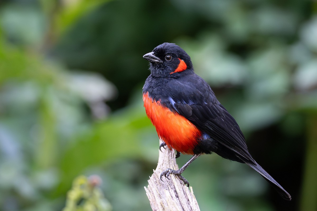 Scarlet-bellied Mountain Tanager (Scarlet-bellied) - ML646756332