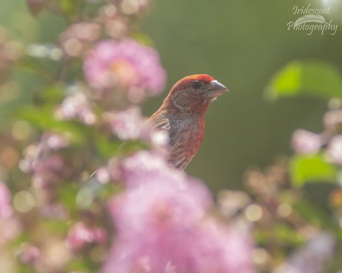 Camachuelo Mexicano - ML646756333