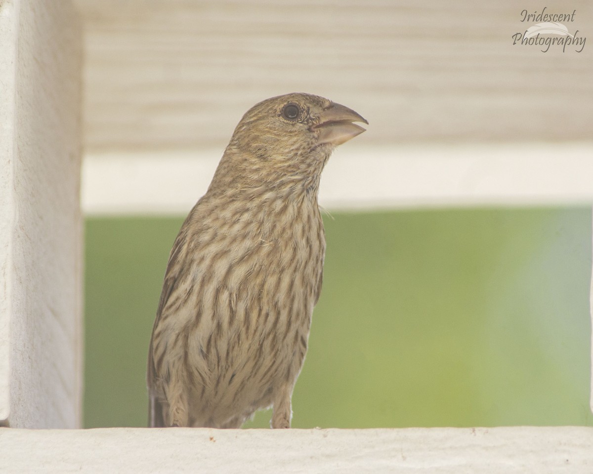 Camachuelo Mexicano - ML646756334