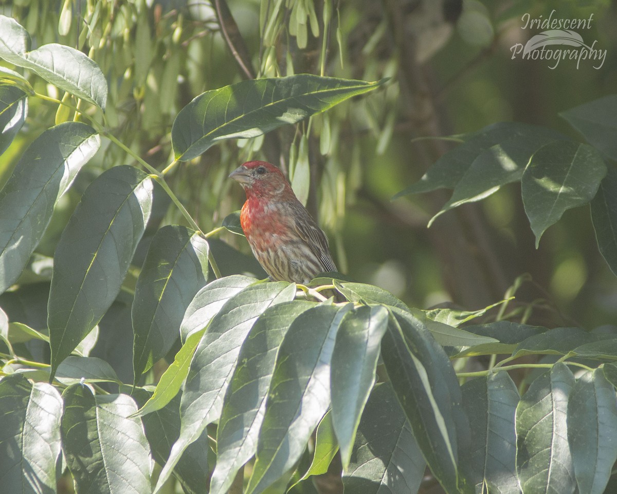 Camachuelo Mexicano - ML646756335