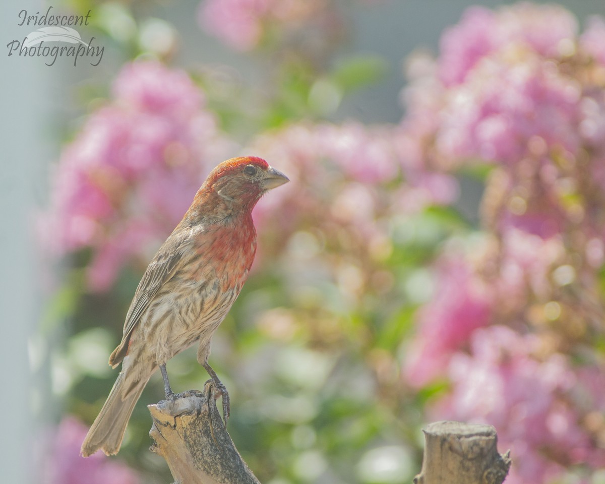 Camachuelo Mexicano - ML646756336