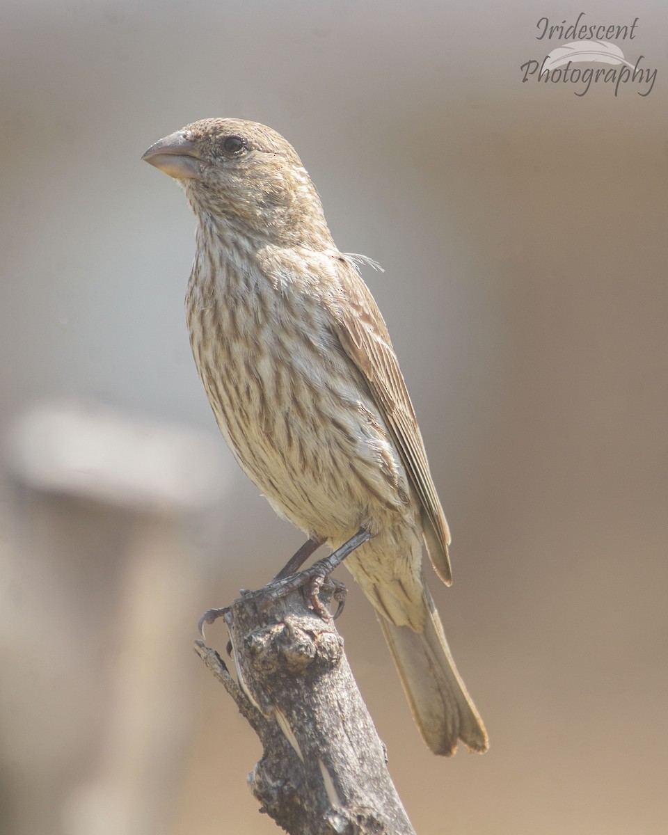 Camachuelo Mexicano - ML646756337
