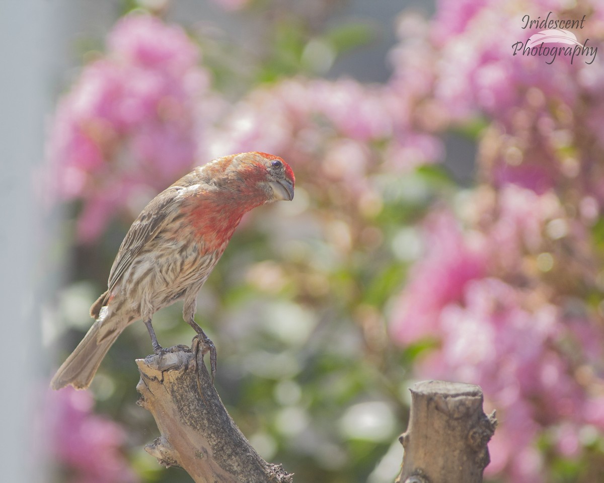 Camachuelo Mexicano - ML646756338