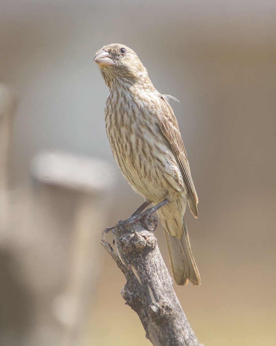 Camachuelo Mexicano - ML646756339