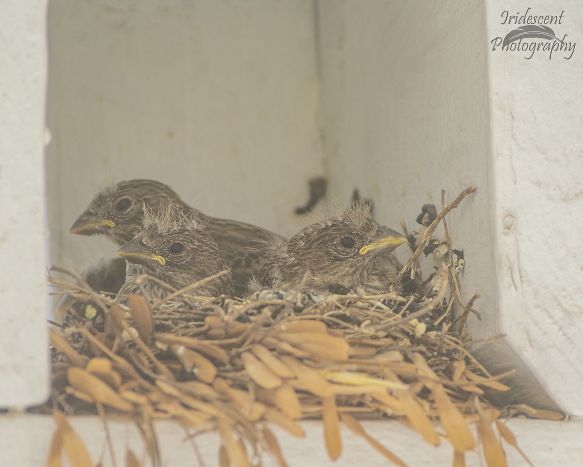 Camachuelo Mexicano - ML646756340