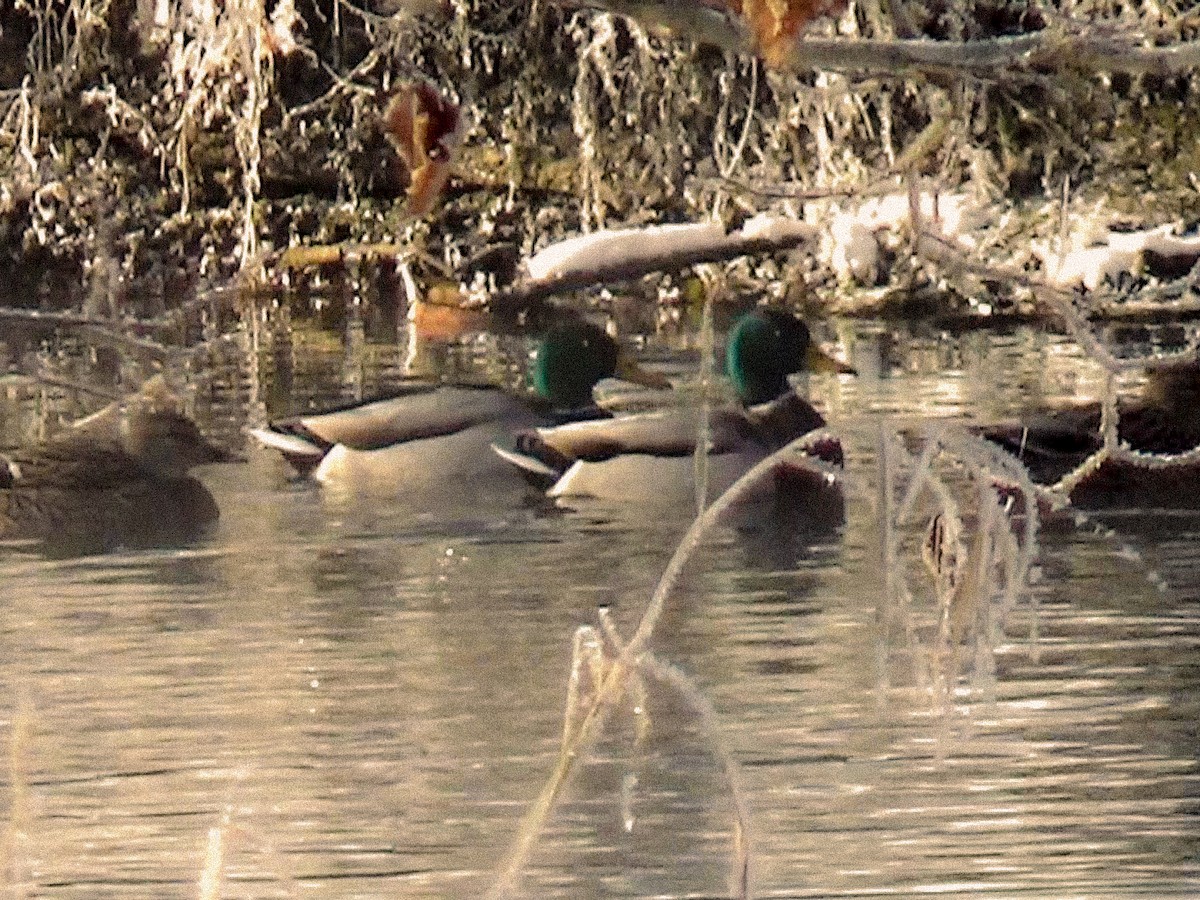 Ánade Azulón - ML646756341