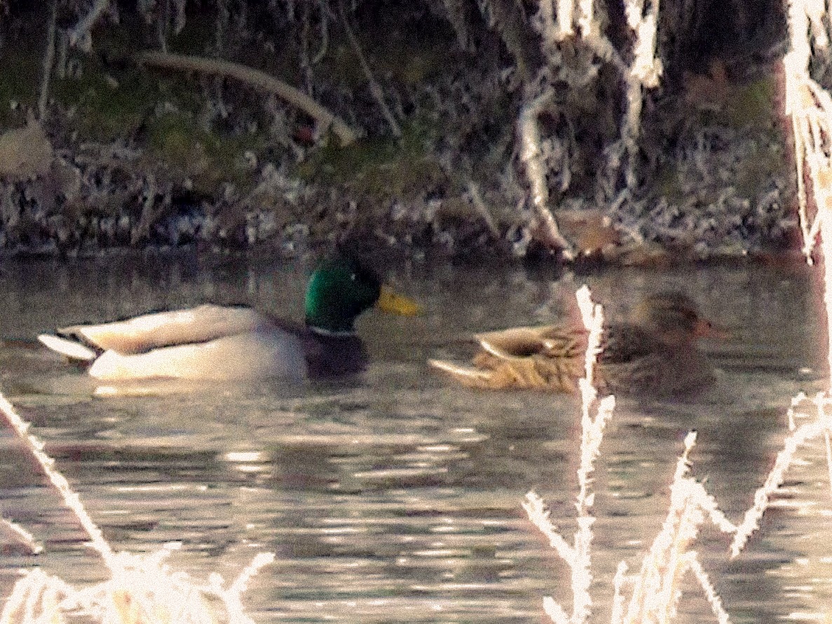 Ánade Azulón - ML646756342