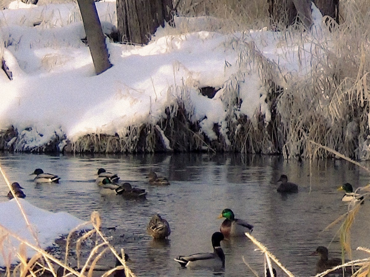 Ánade Azulón - ML646756343