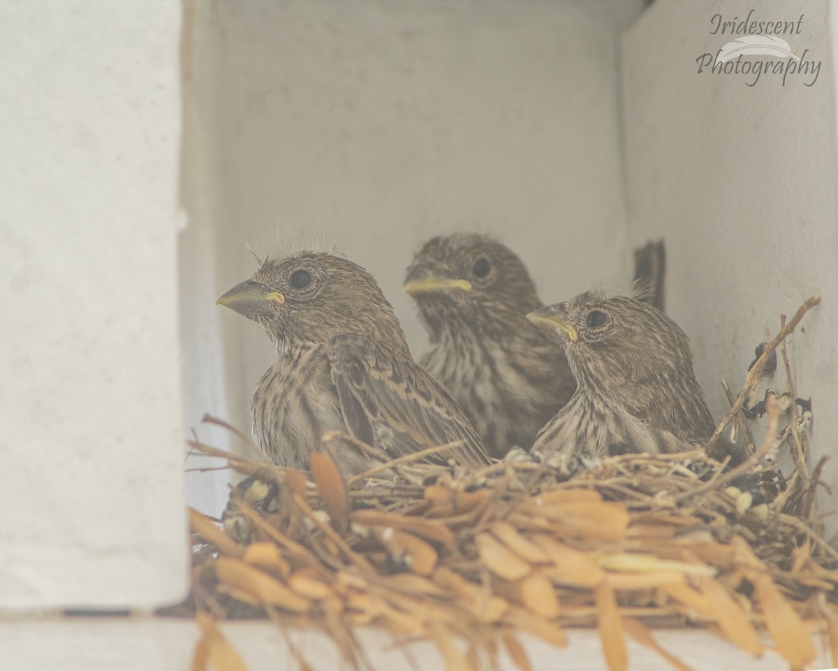 Camachuelo Mexicano - ML646756344