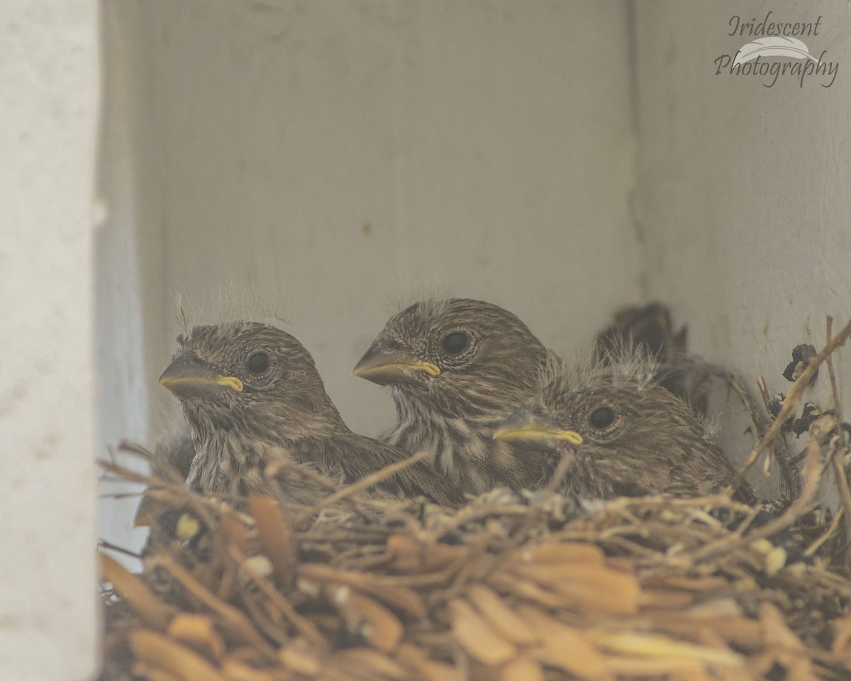 Camachuelo Mexicano - ML646756345