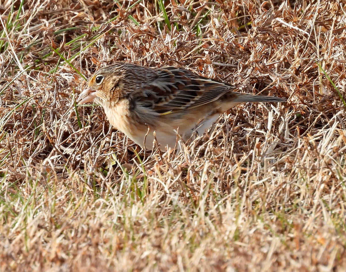 Chingolo Saltamontes - ML646756346