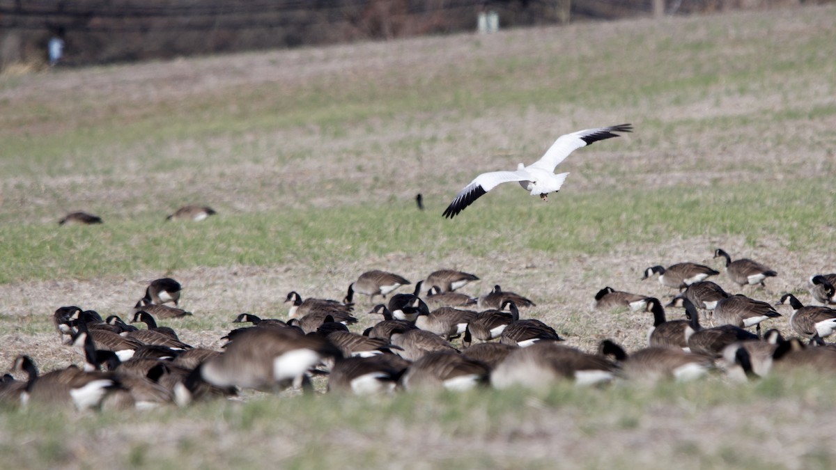 Ánsar Nival - ML646756347