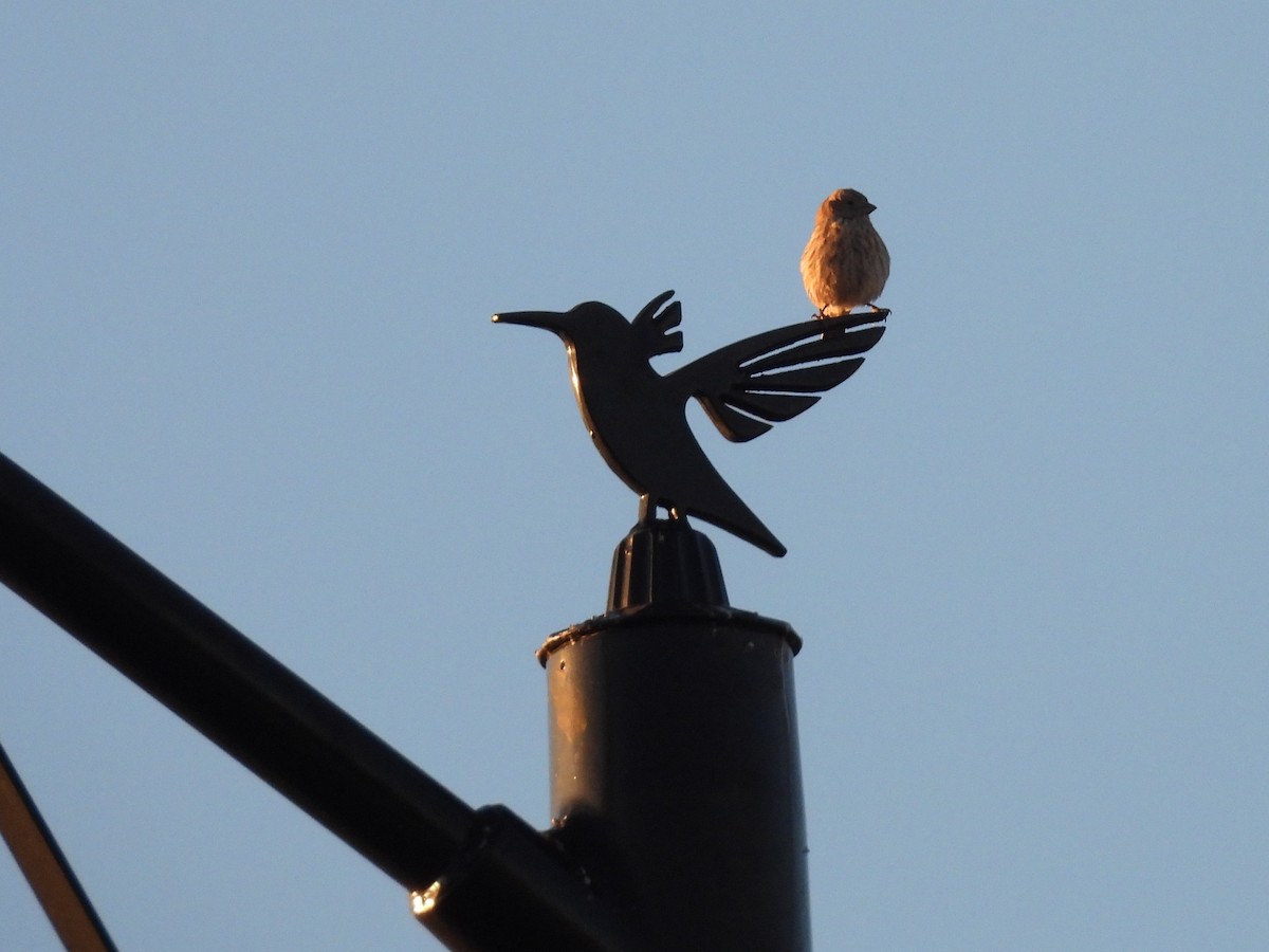 Camachuelo Mexicano - ML646756348