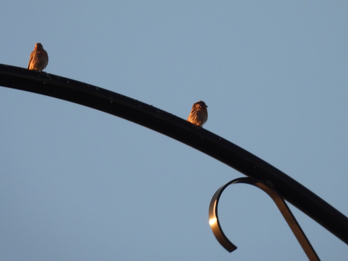 Camachuelo Mexicano - ML646756349