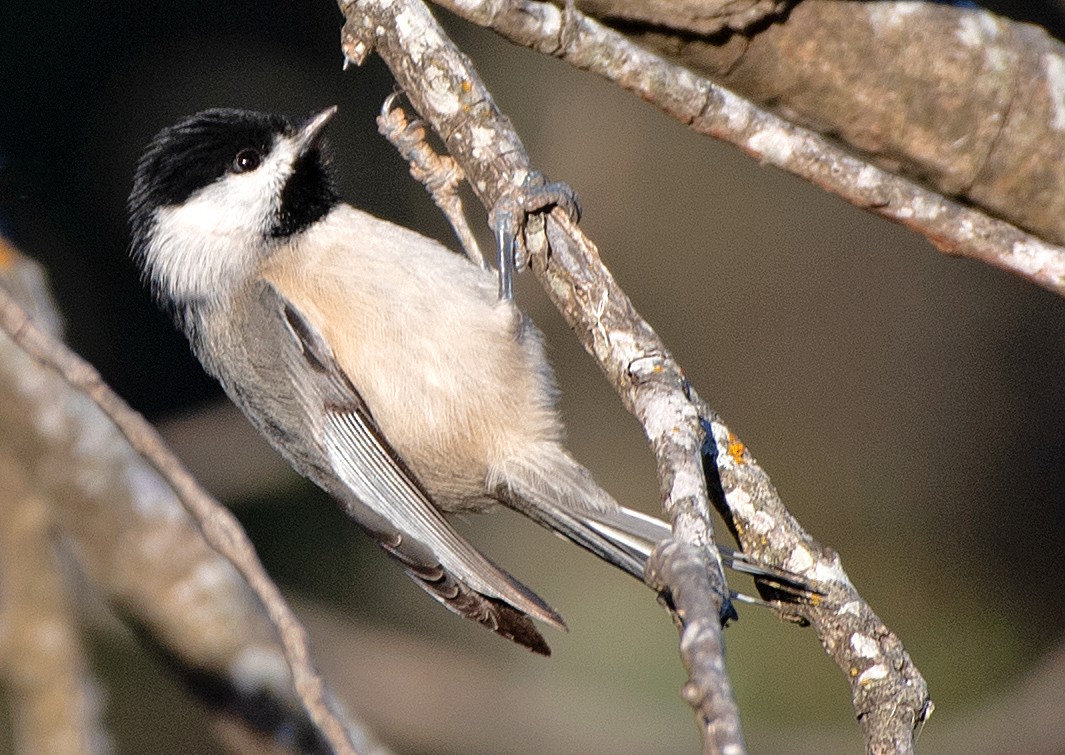 Carbonero de Carolina - ML646756350