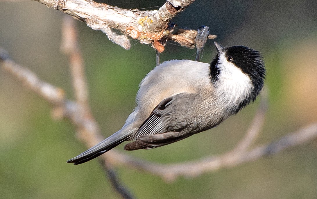 Carbonero de Carolina - ML646756351