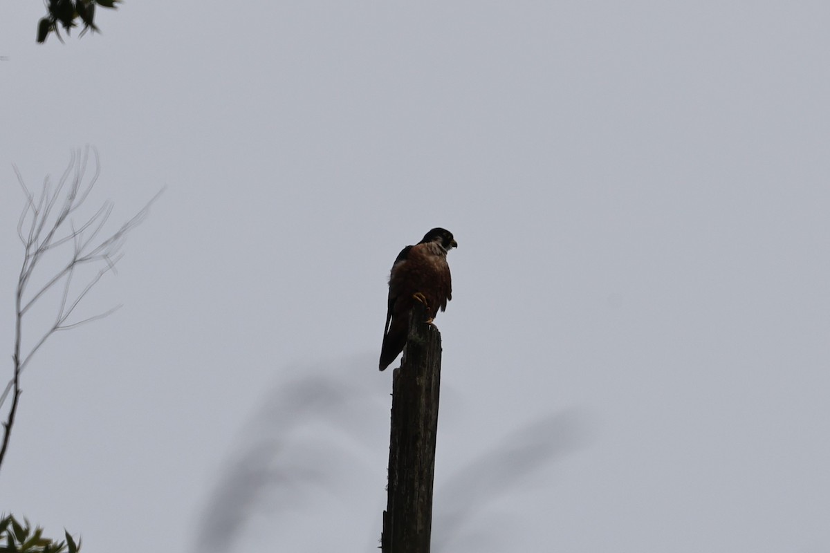 Halcón Peregrino (Indio) - ML646756353