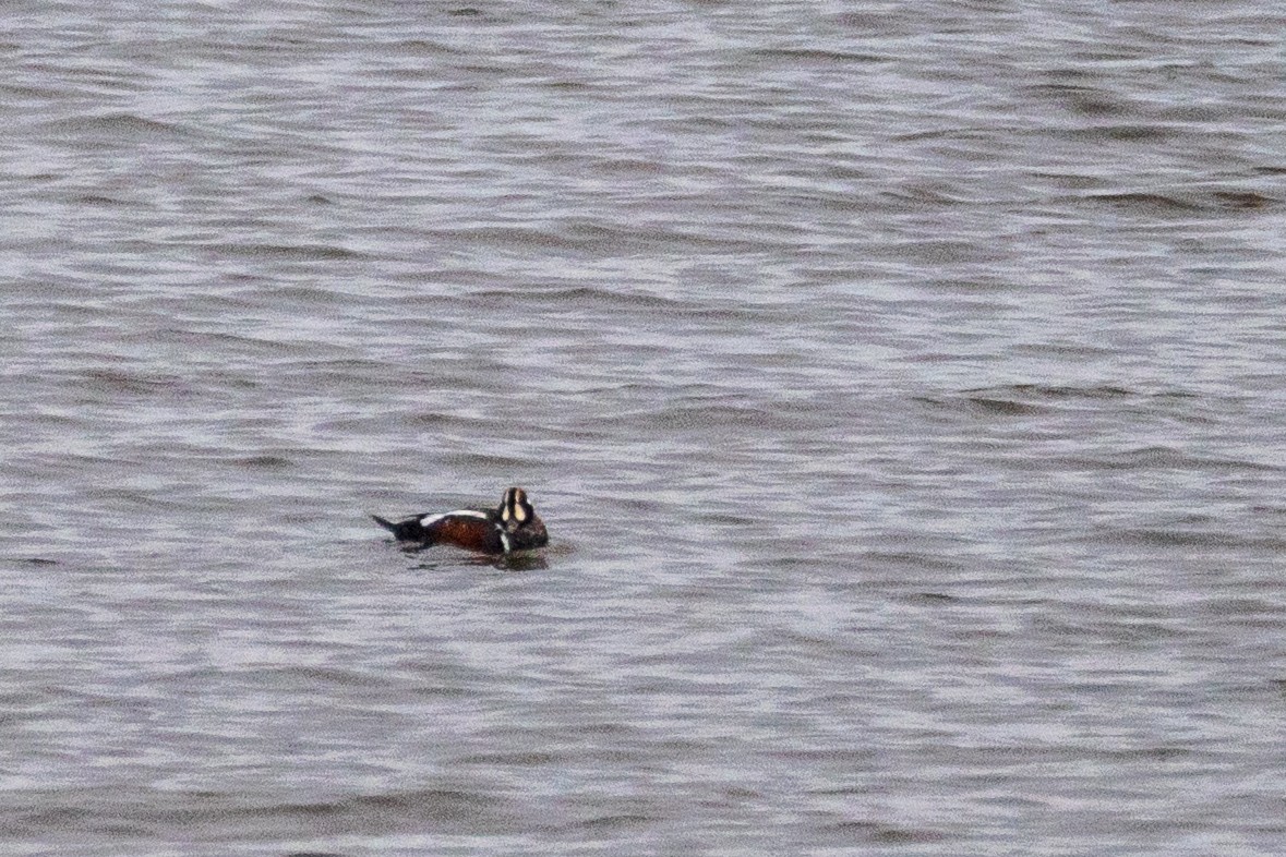 Pato Arlequín - ML646756354