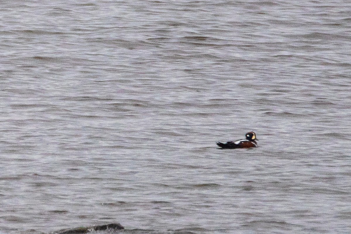 Pato Arlequín - ML646756355