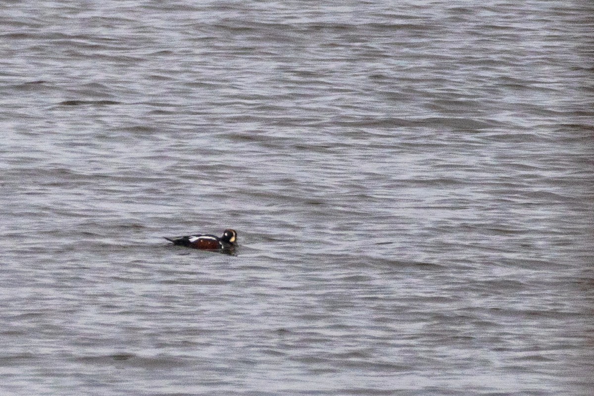 Pato Arlequín - ML646756356