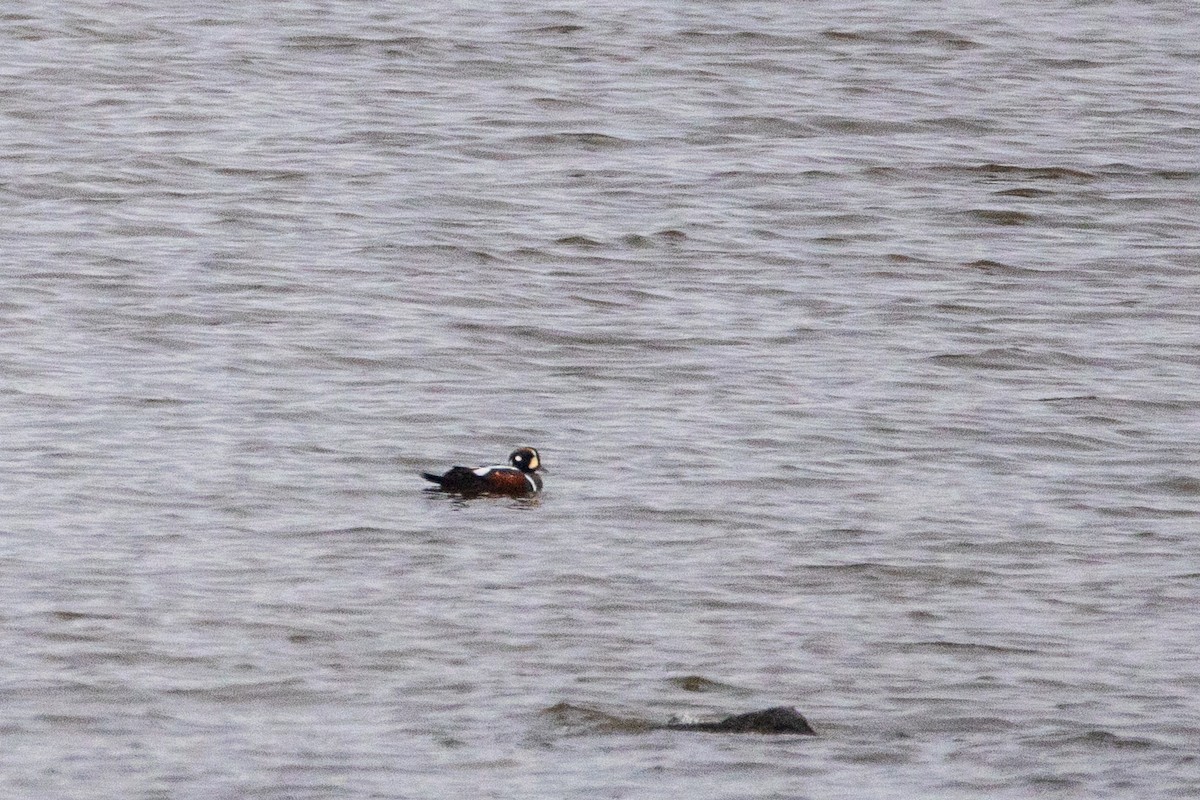 Pato Arlequín - ML646756357