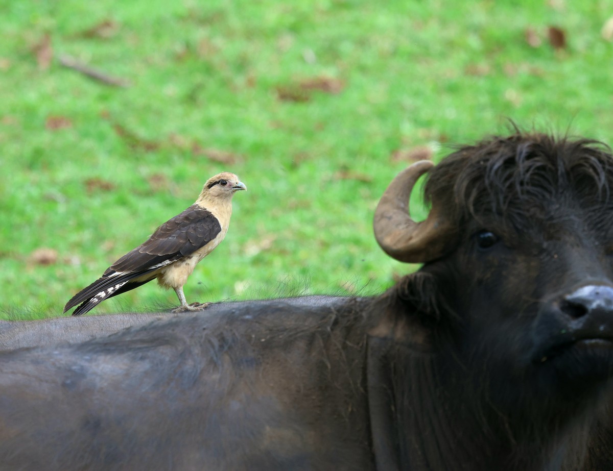 Yellow-headed Caracara - ML646756358