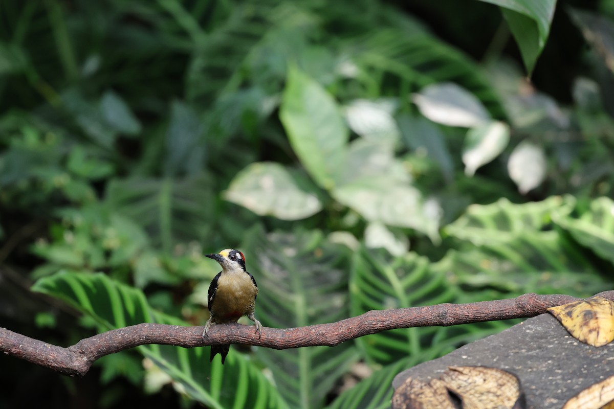 Black-cheeked Woodpecker - ML646756359