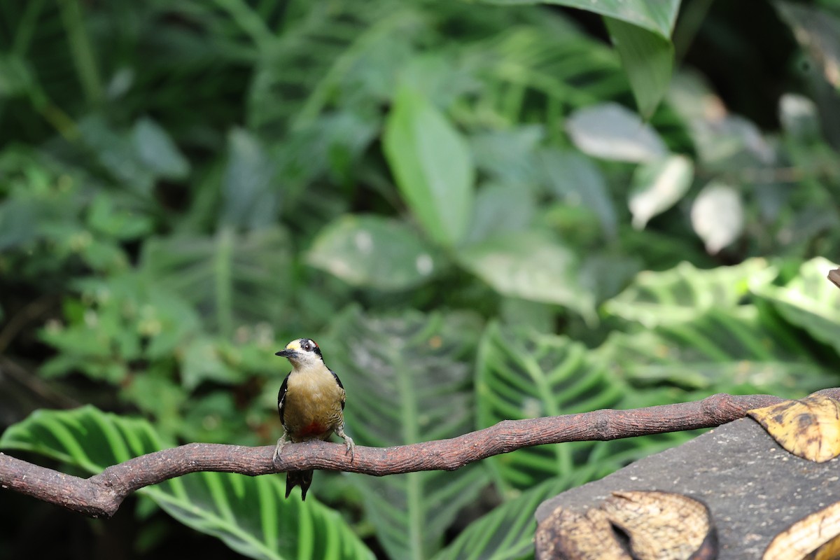Black-cheeked Woodpecker - ML646756360
