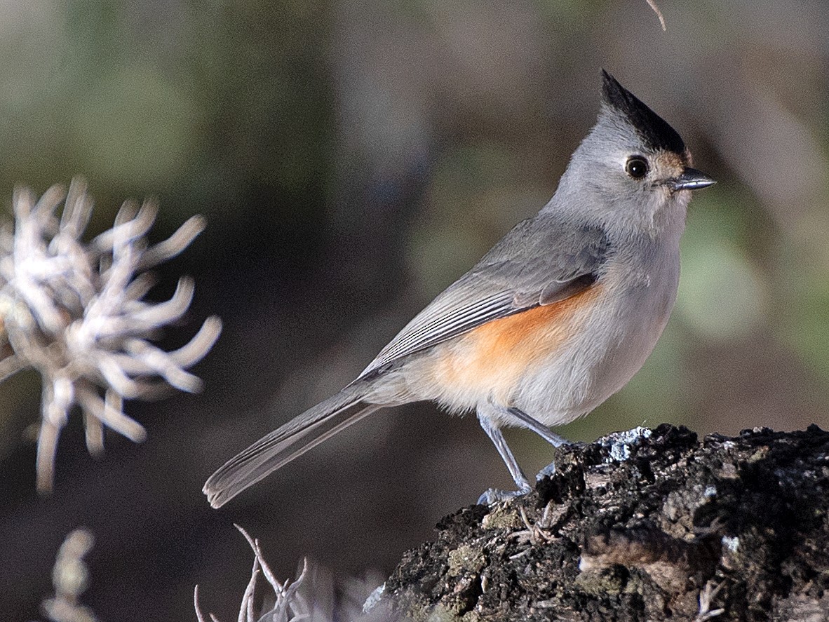 Black-crested Titmouse - ML646756361