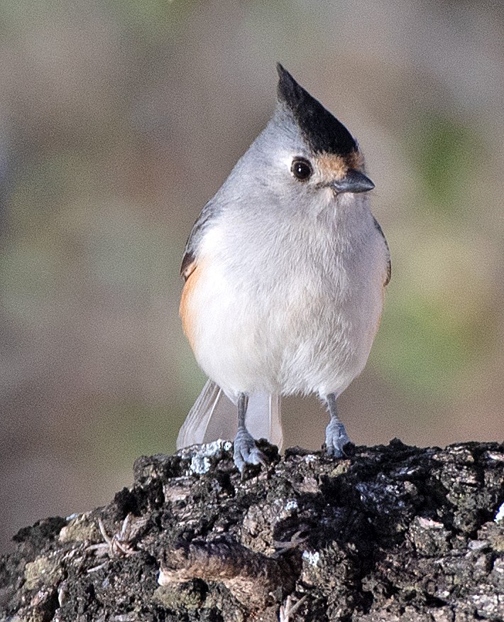 Black-crested Titmouse - ML646756362