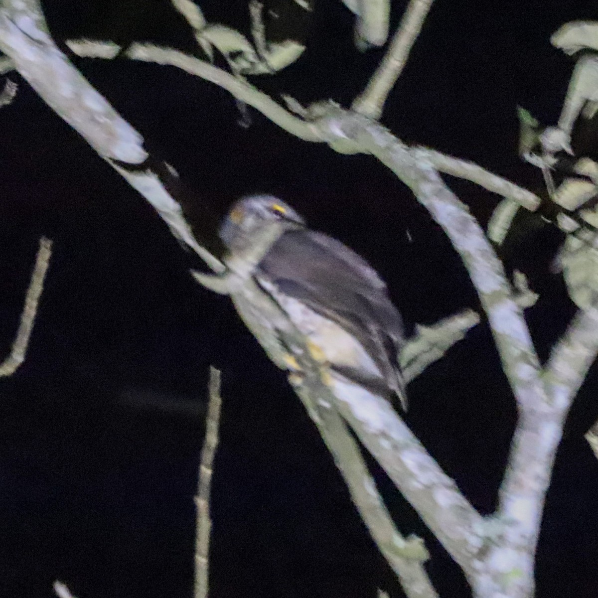 Brown Boobook - ML646756363