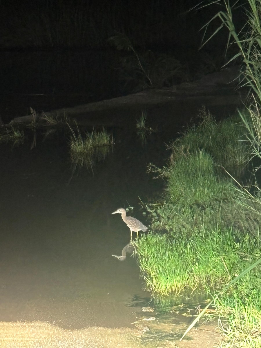White-backed Night Heron - ML646756364