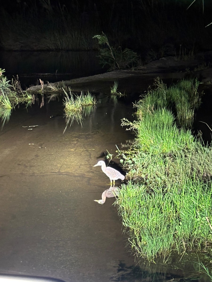 White-backed Night Heron - ML646756365