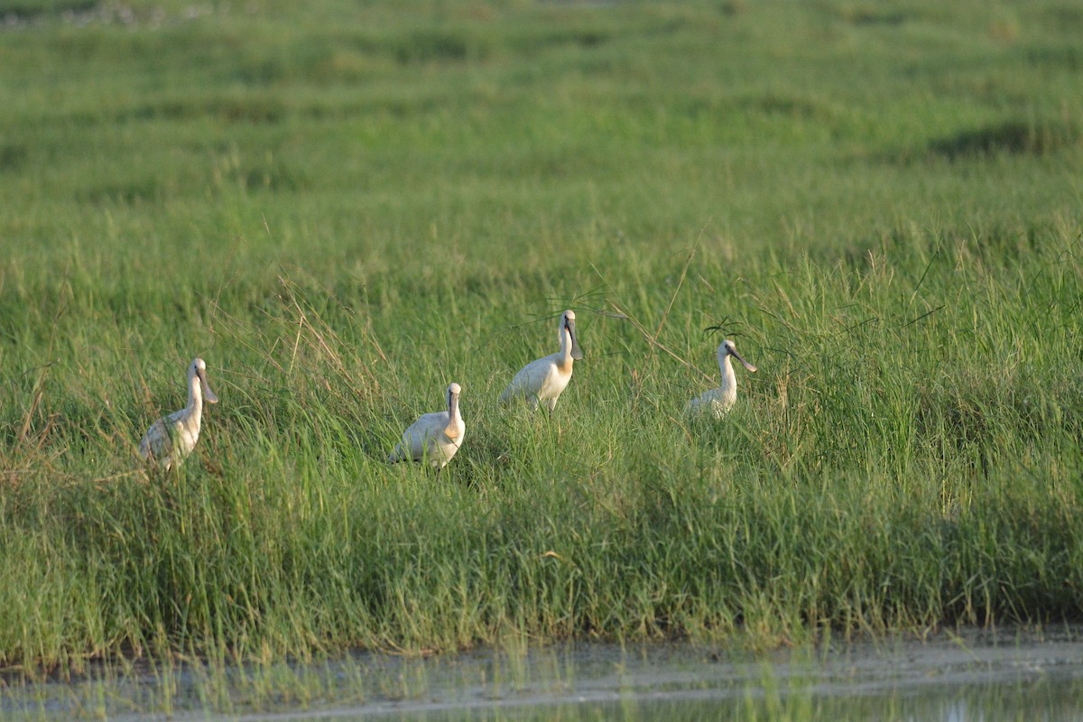 Eurasian Spoonbill - ML646756366